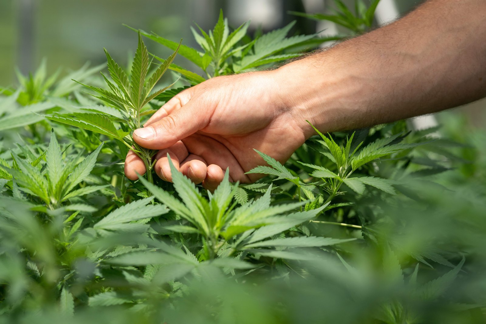 CBD kokteilių receptai